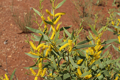 Silky Wattle (Acacia acradenia)