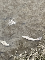 Doryteuthis opalescens