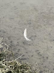 Doryteuthis opalescens