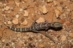 Oedura cincta