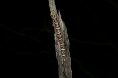 Oedura cincta