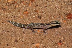 Oedura cincta
