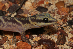 Oedura cincta