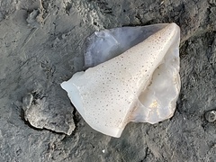 Doryteuthis opalescens