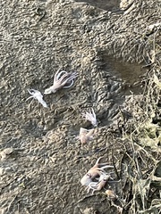 Doryteuthis opalescens