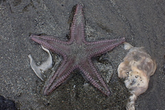 Astropecten armatus