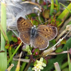 Lycaena boldenarum