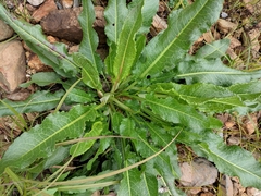 Rumex japonicus