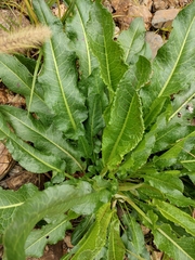 Rumex japonicus