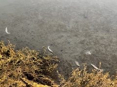 Doryteuthis opalescens