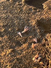 Doryteuthis opalescens