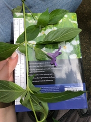 Ruellia pedunculata