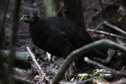 Aepypodius arfakianus, 2011-07-23