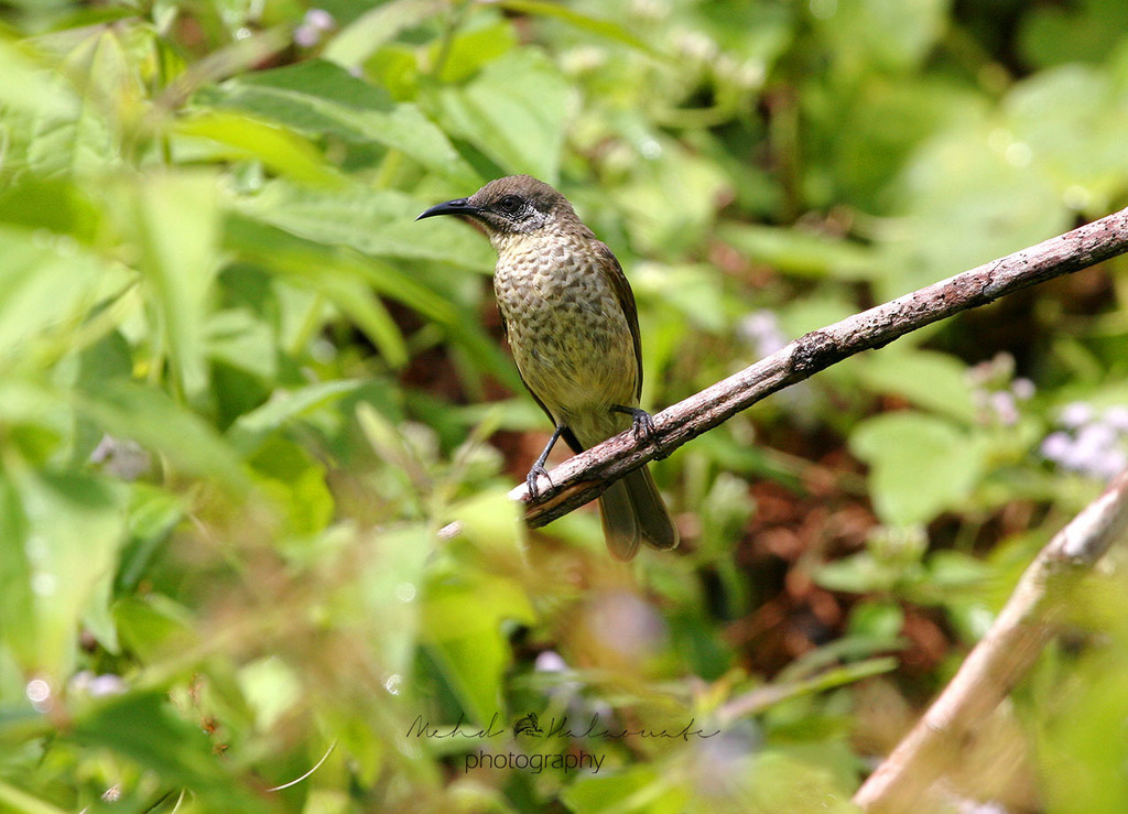 Scaly-Breasted Honeyeater