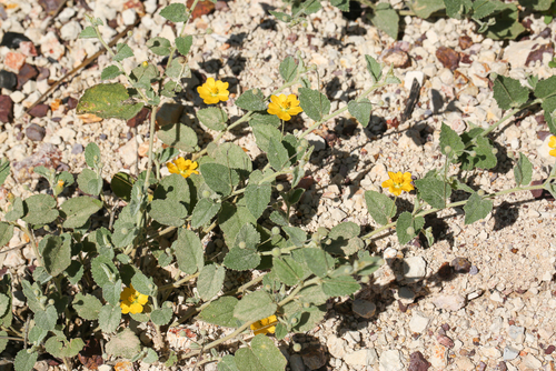 Sida rohlenae observed 2022-02-03