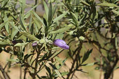 Eremophila bowmanii