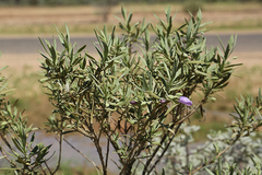 Eremophila bowmanii
