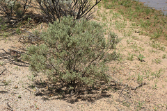 Eremophila bowmanii