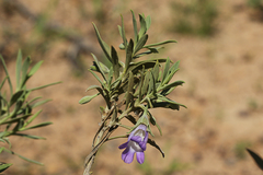 Eremophila bowmanii