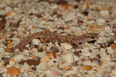 Rhynchoedura ormsbyi