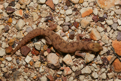 Rhynchoedura ormsbyi
