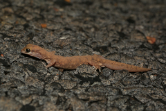 Rhynchoedura ormsbyi
