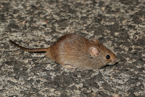 Desert Mouse