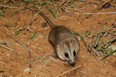 Sminthopsis macroura