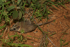 Sminthopsis macroura