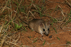 Sminthopsis macroura