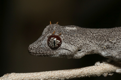 Strophurus krisalys