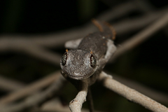 Strophurus krisalys