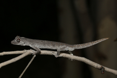 Strophurus krisalys