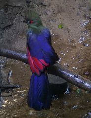 Tauraco persa buffoni