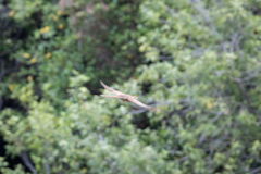 Urodynamis taitensis