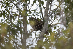 Urodynamis taitensis