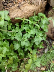 Clinopodium chinense