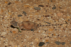 Tympanocryptis intima