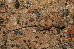 Tympanocryptis intima