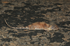 Tympanocryptis intima