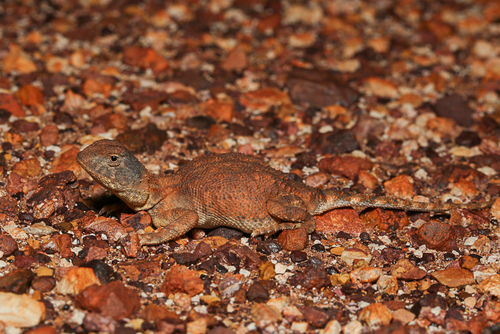 Gibber Earless Dragon, Tympanocryptis intima