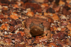 Tympanocryptis intima