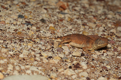 Tympanocryptis intima