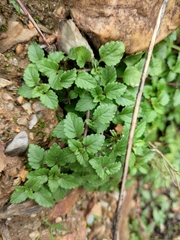 Clinopodium chinense