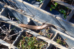 Acritoscincus platynotus