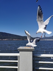 Chroicocephalus ridibundus