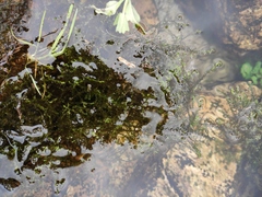 Hydrilla verticillata