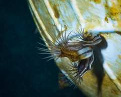 Conchoderma virgatum