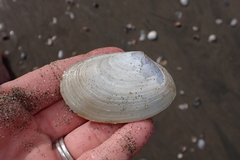 Periploma planiusculum
