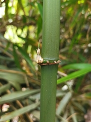 Chimonobambusa quadrangularis